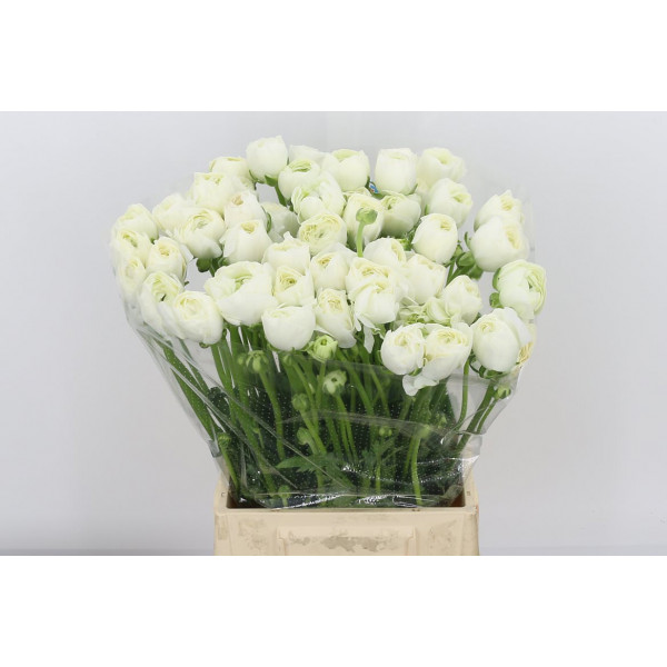 Ranunculus Kl Wit Firenze Xl 40 A1White