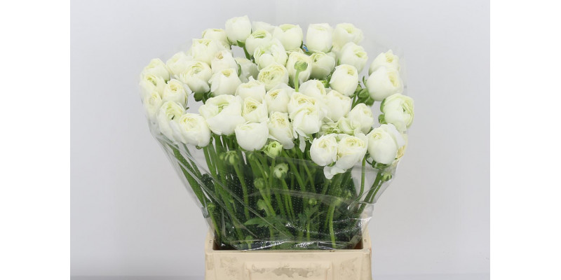 Ranunculus Kl Wit Firenze Xl 40 A1White