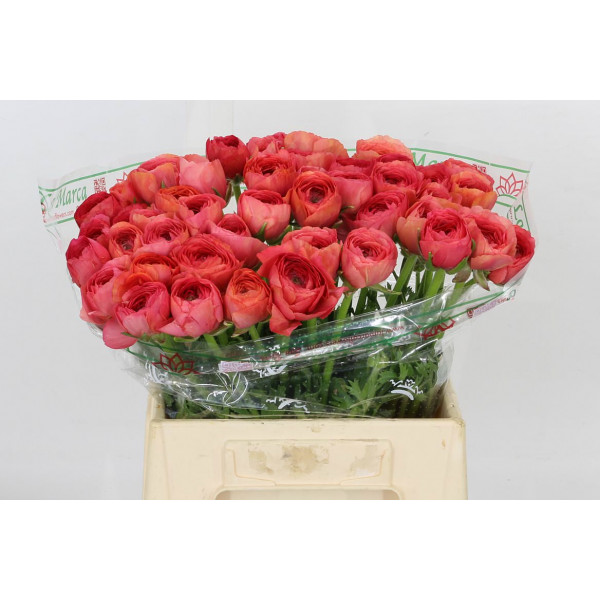 Ranunculus Kl - Fragoline New 40cm  Col-Red