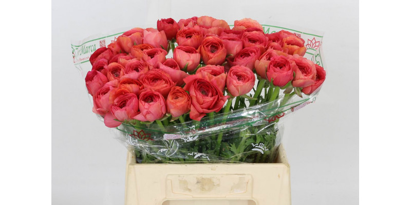 Ranunculus Kl - Fragoline New 40cm  Col-Red