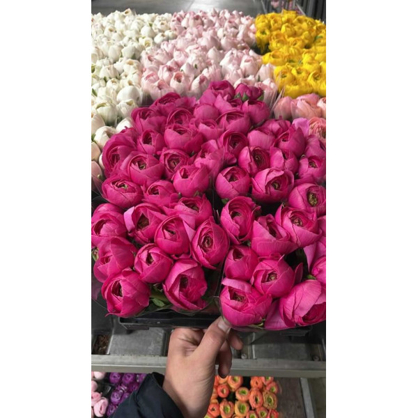 Ranunculus Kl Bolero Cerise Xl 40cm 