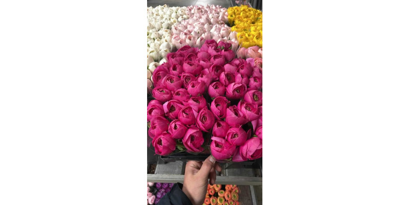 Ranunculus Kl Bolero Cerise Xl 40cm 