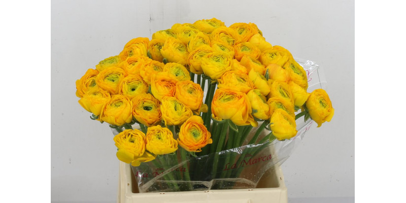 Ranunculus Kl Ceres Yellow Xl 40cm  Col-Yellow