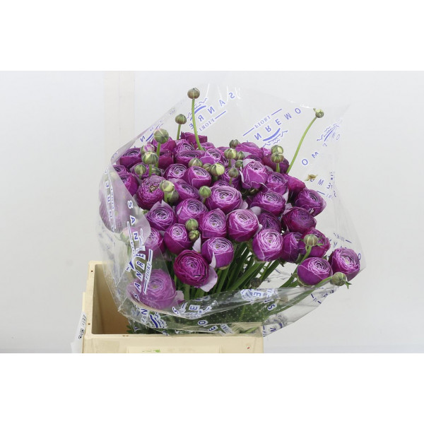 Ranunculus Kl - Violette Antoinne Xl 40 A1Purple