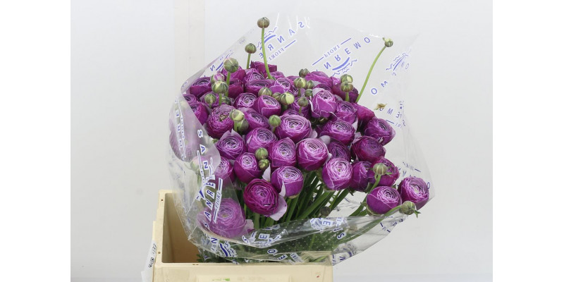 Ranunculus Kl - Violette Antoinne Xl 40 A1Purple