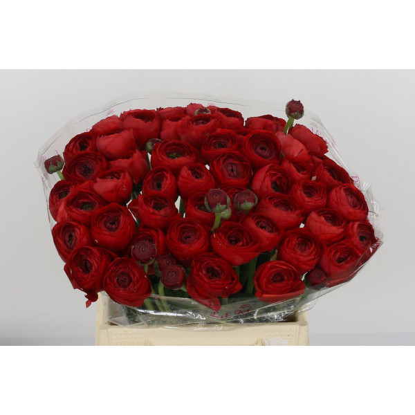 Ranunculus Kl Red 311 Xl 40cm  Col-Red