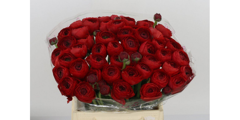 Ranunculus Kl Red 311 Xl 40cm  Col-Red