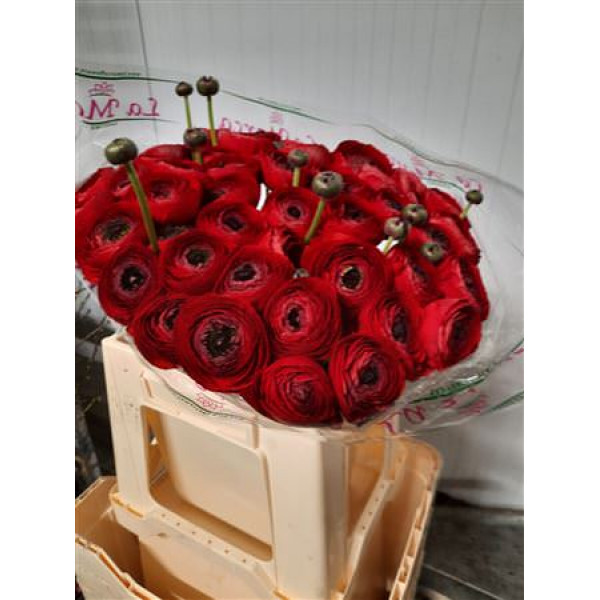 Ranunculus Kl Red 311 Xl 40cm 