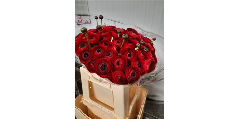 Ranunculus Kl Red 311 Xl 40cm 