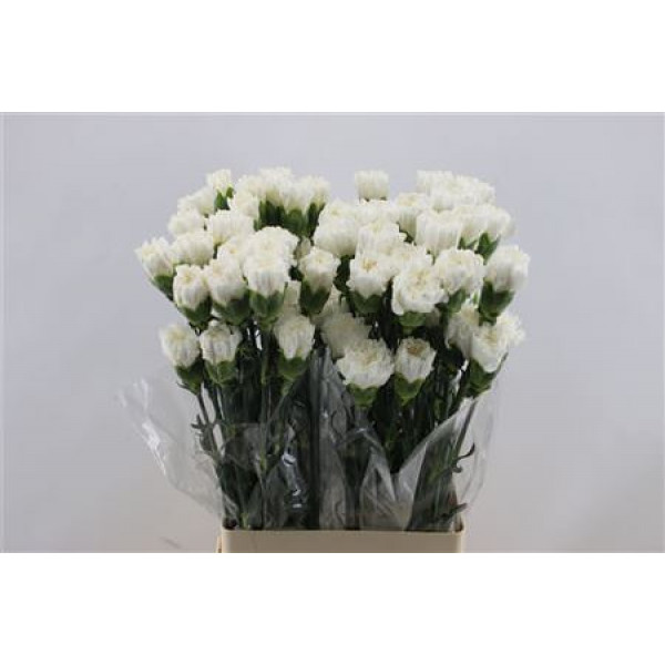 Dianthus St White Brisa 65cm A1