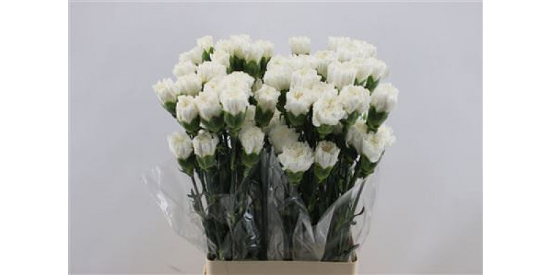 Dianthus St White Brisa 65cm A1