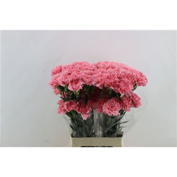 Dianthus St Joshua 65cm A1