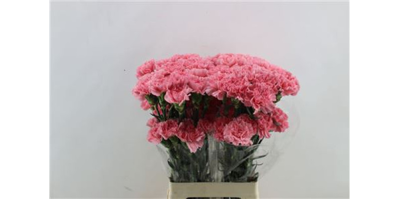 Dianthus St Joshua 65cm A1