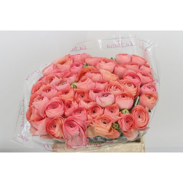 Ranunculus Kl Venere Xl 40cm  Col-Salmon Pink