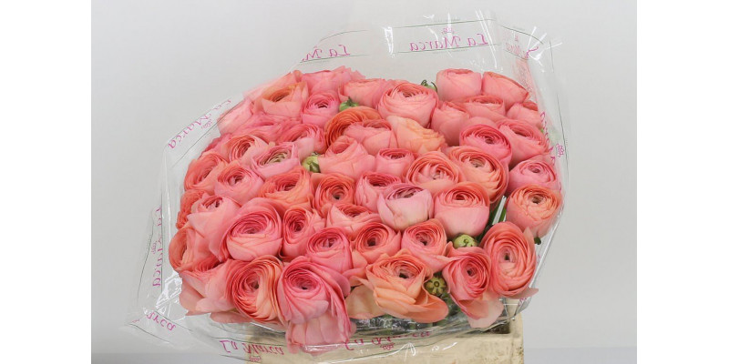 Ranunculus Kl Venere Xl 40cm  Col-Salmon Pink