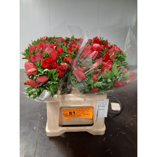 Anemones Mistral Red Extra 40 A1Red