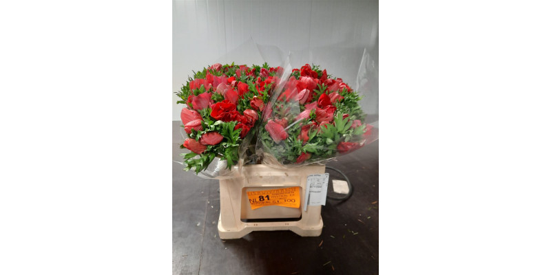 Anemones Mistral Red Extra 40 A1Red