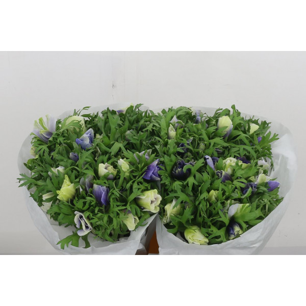 Anemones Mistral Super Celeste Azzuro 40 A1Bicolor