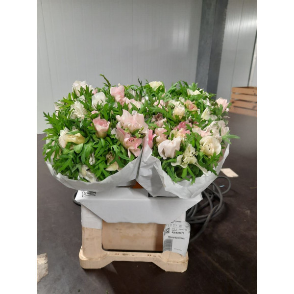 Anemones Mistral Rosa Chiaro Extra 40 A1White Pink