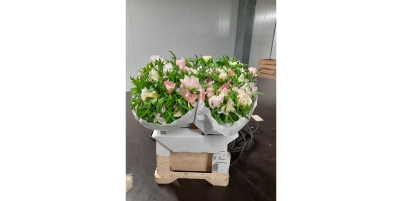 Anemones Mistral Rosa Chiaro Extra 40 A1White Pink