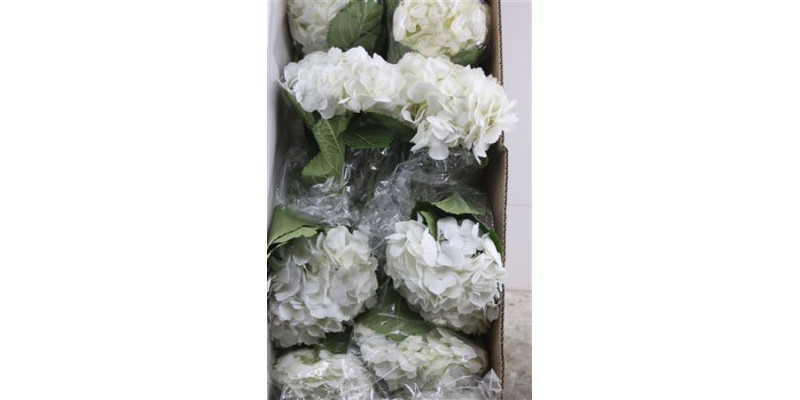 Hydr. M Box White Jumbo 60-20 60 cm A1