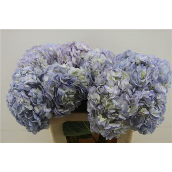 Hydr. M Vervain Bleu 60-20 60cm A1