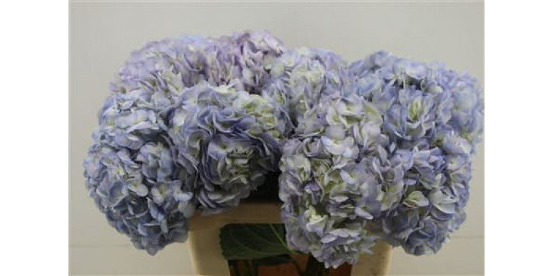 Hydr. M Vervain Bleu 60-20 60cm A1