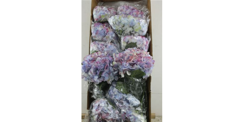 Hydr. M Box Kashmir 60-20 60 cm 