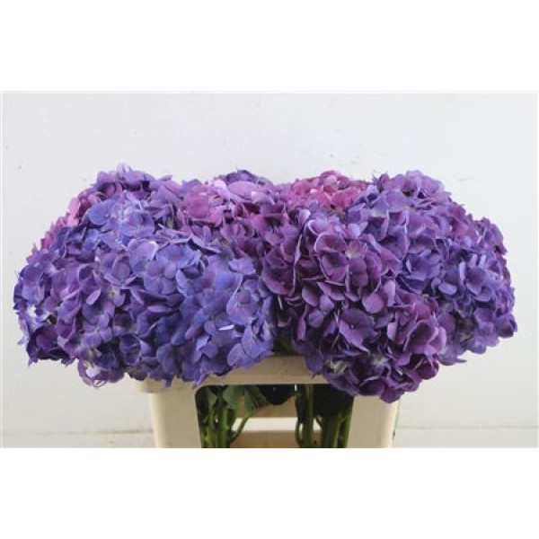 Hydr. M Beauty-berry 60-21 60 cm A1