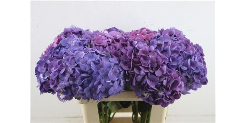 Hydr. M Beauty-berry 60-21 60 cm A1