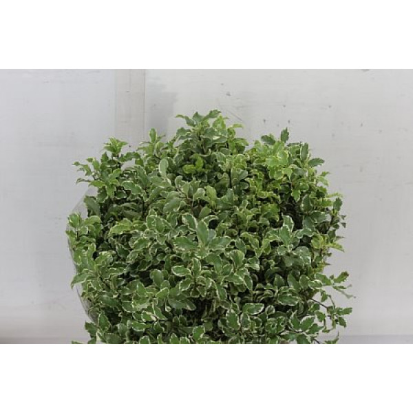 Pittosporum Nigra 150gr 55 A1Green