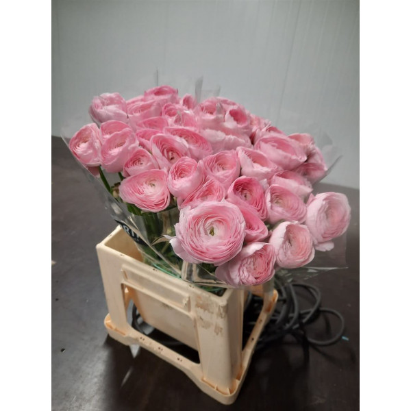 Ranunculus Kl Freesias Toloso Rosa 40 A1Pink