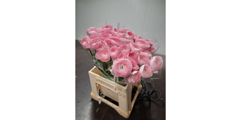 Ranunculus Kl Freesias Toloso Rosa 40 A1Pink