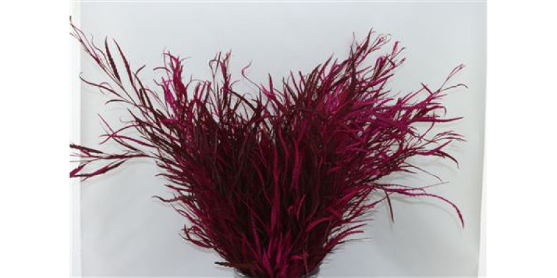 Grevillea Cerise 200gr 70cm EX