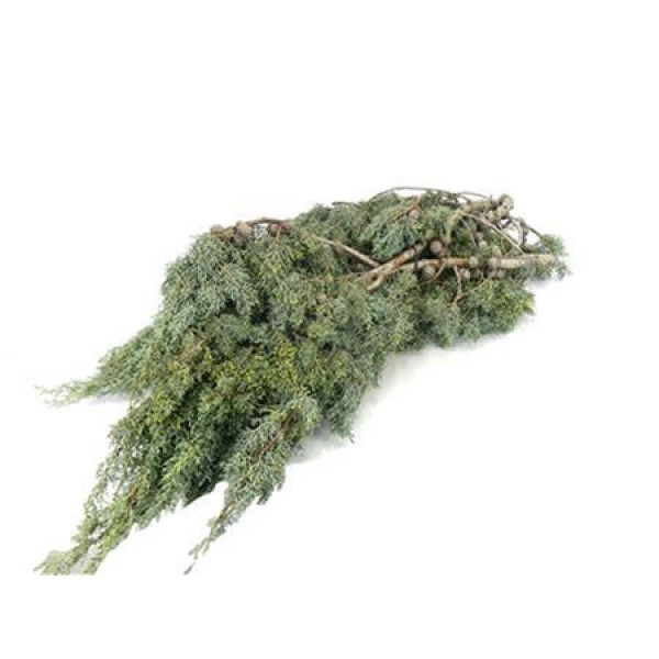 Cypresse Arizonica 60cm 