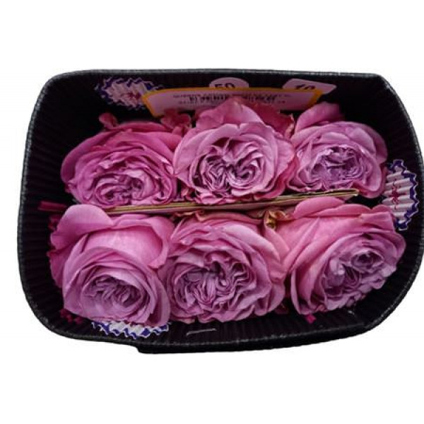 Rose Gr Eq Queens Crown 25cm A1