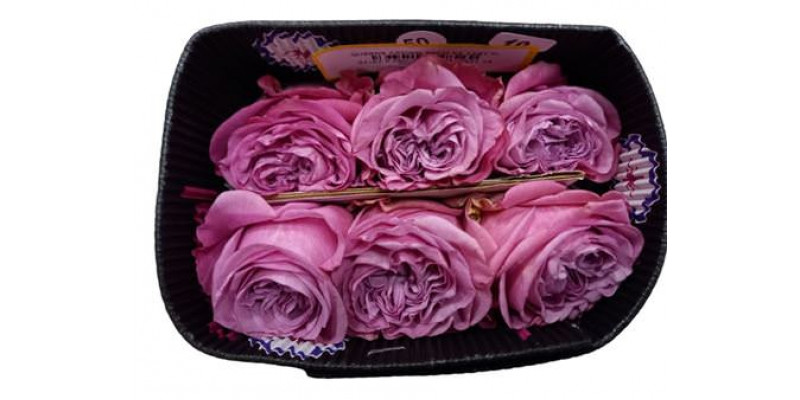 Rose Gr Eq Queens Crown 25cm A1