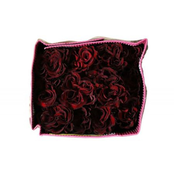 Rose Gr Eq Hearts 50cm A1