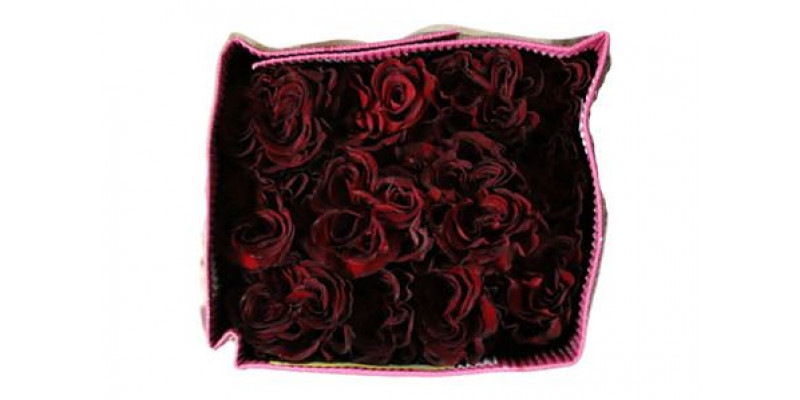 Rose Gr Eq Hearts 50cm A1