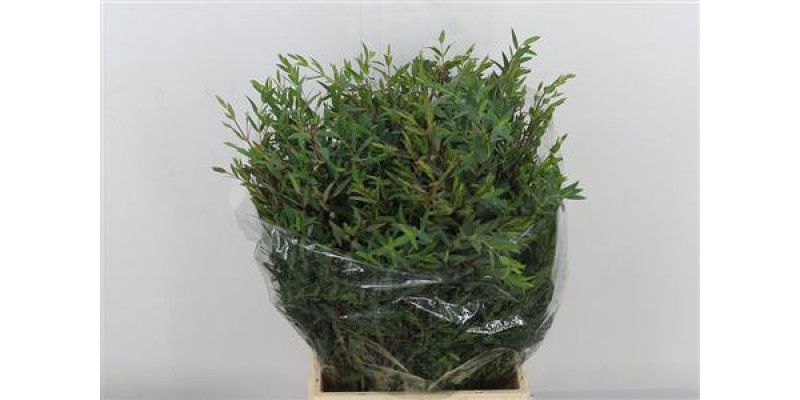 Eucalyptus Parvi Short 150gr 50cm a1