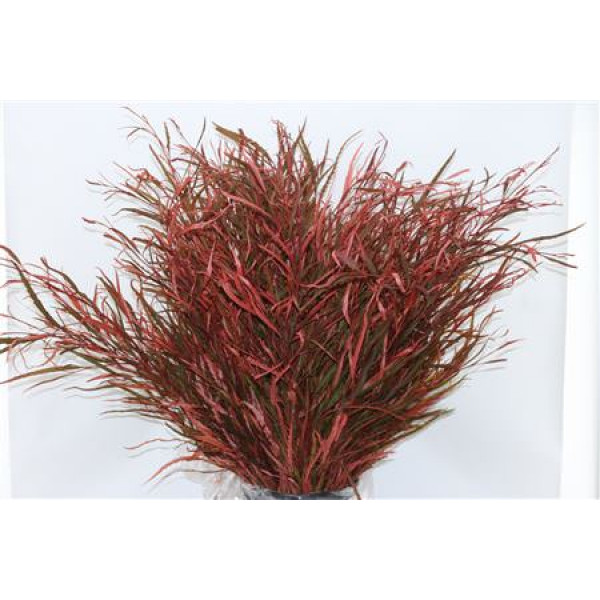 Grevillea Apricot 200gr 70cm 