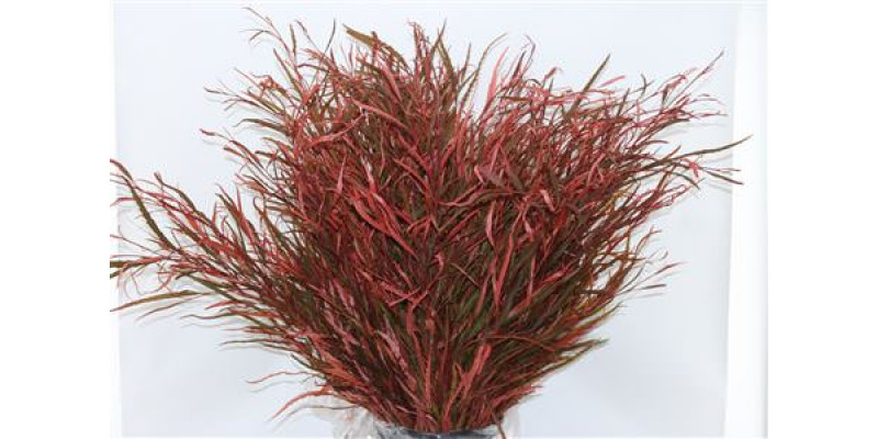 Grevillea Apricot 200gr 70cm 