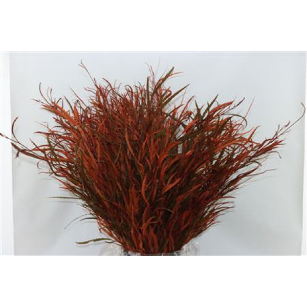 Grevillea Oranje 200gr 70cm 