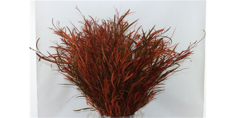 Grevillea Oranje 200gr 70cm 