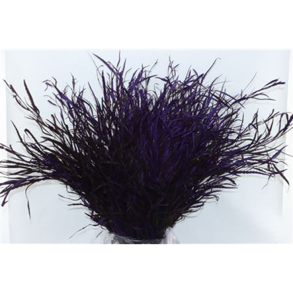 Grevillea Purple 200gr 70cm 