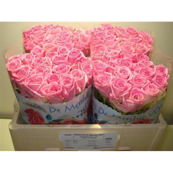 Rose Gr Aqua 50cm A1 Col-Pink