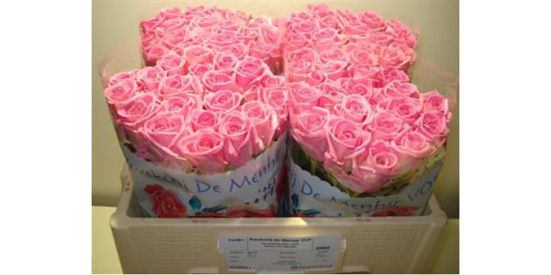 Rose Gr Aqua 50cm A1 Col-Pink