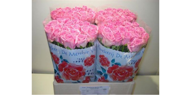 Rose Gr Aqua 60cm A1 Col-Pink