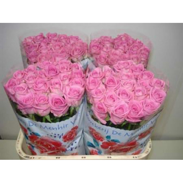 Rose Gr Aqua 70cm A1 Col-Pink