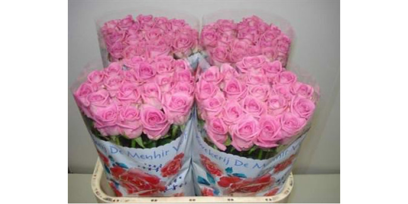 Rose Gr Aqua 70cm A1 Col-Pink